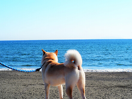 ペット同伴でのご乗船も可能